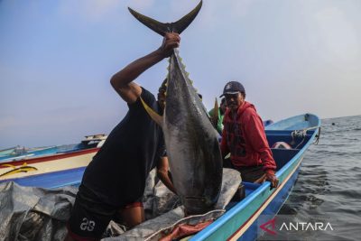 Ekspor perikanan Maluku mencapai Rp700 miliar hingga September 2026