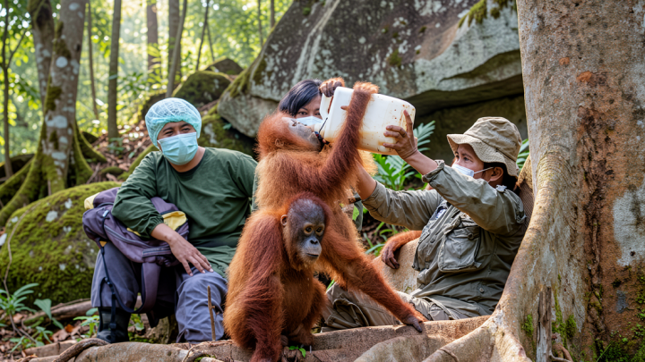 Yayasan BOS rawat 300 lebih orangutan di dua pusat rehabilitasi