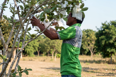 Lapas Palu libatkan warga binaan budidaya tanaman hortikultura