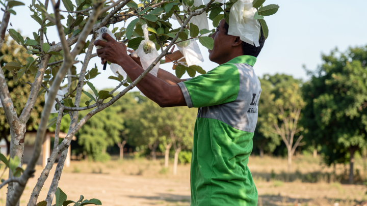 Lapas Palu libatkan warga binaan budidaya tanaman hortikultura