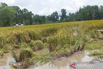 Cetak sawah di Sumsel sesuai rencana