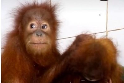 Indonesia koordinasi upayakan repatriasi 5 bayi orangutan dari India