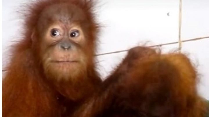 Indonesia koordinasi upayakan repatriasi 5 bayi orangutan dari India
