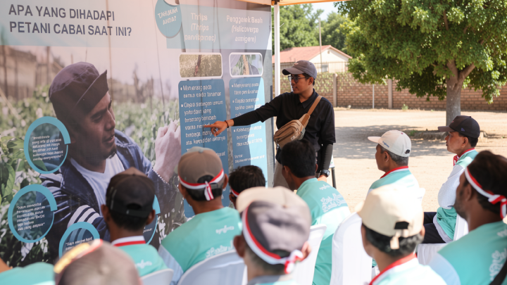 Syngenta luncurkan inovasi atasi serangan “thrips” pada cabai